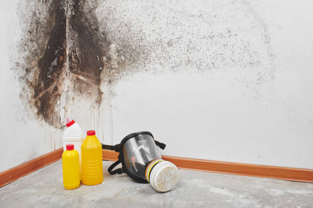 Home Mold Removal in Kingsley, MI