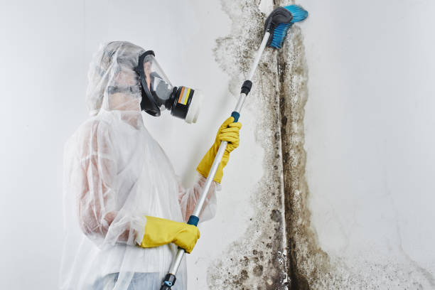 Best Fast Mold Removal  in Kingsley, MI