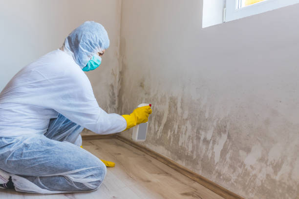 Best Toxic Mold Removal  in Kingsley, MI