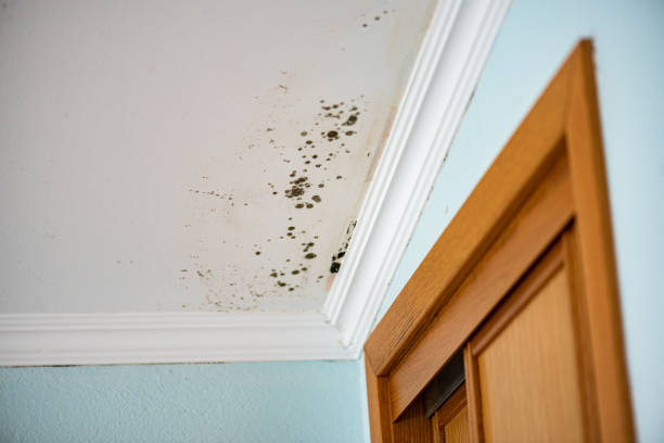 Best Black Mold Removal  in Kingsley, MI