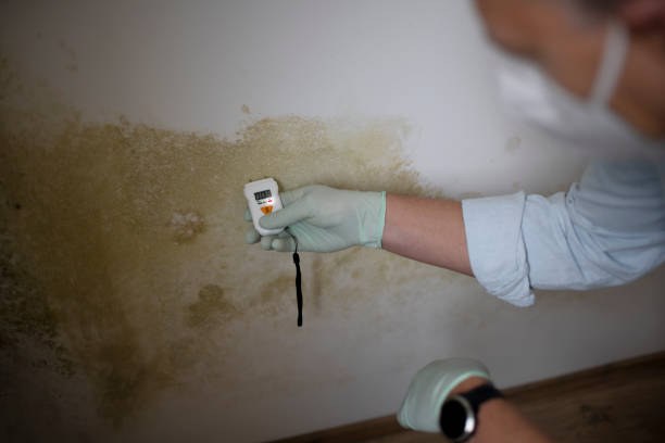 Best Mold Remediation  in Kingsley, MI