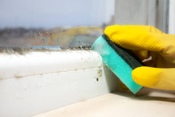 Best Professional Mold Removal  in Kingsley, MI