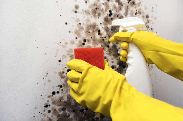 Best Mold Damage Repair  in Kingsley, MI