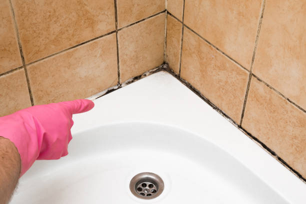 Best Affordable Mold Removal  in Kingsley, MI